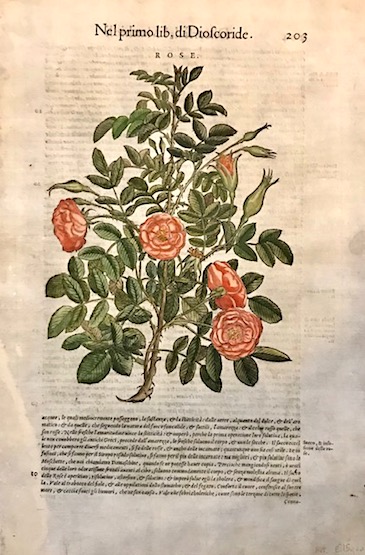 Mattioli Pietro Andrea (1501-1578) Rose 1589 Venezia